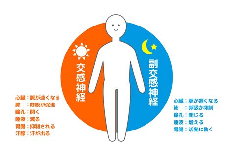 自律神経 ストレッチ 寝ながら 心と体のバランスを整える夜の習慣