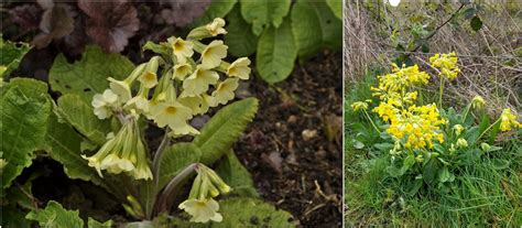 The Banks of Sweet Primroses Haunts With Its Melodic Simplicity and Whimsical Storytelling